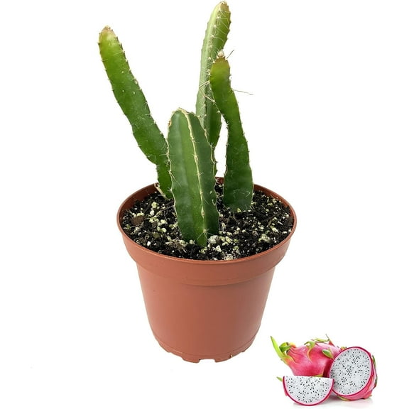 Dragon Fruit Tree - 5 Live Plants in 4 Inch Pots - Hylocereous Undatus - Edible Tropical Fruit Plant from Florida