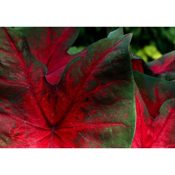 Dragon Heart Caladium Bulbs for Planting - Perennial Hosta, Elephant Ears, Fancy (6 Bulbs)