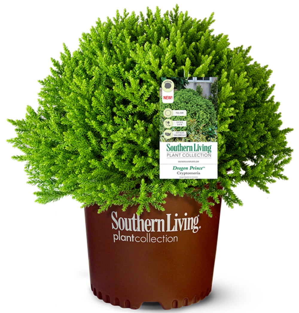 Southern Living Dragon Prince Cryptomeria Live Shrub in 2-Gallon