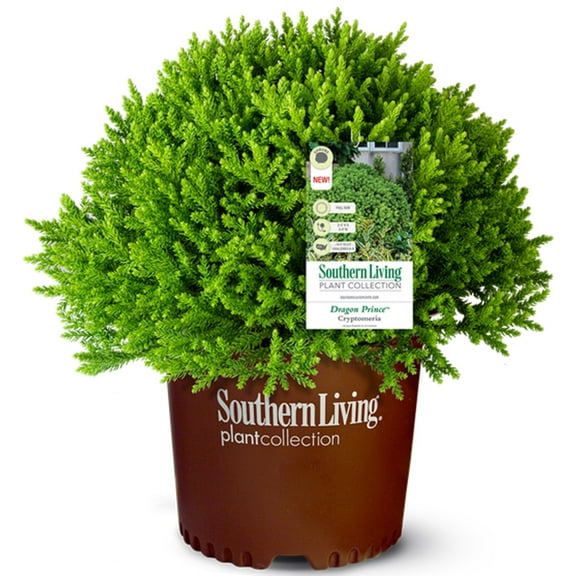Southern Living Dragon Prince Cryptomeria Live Shrub in 2-Gallon Grower Pot