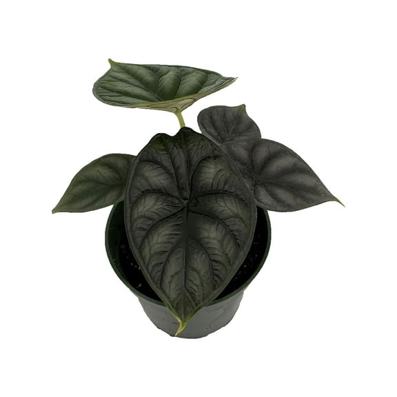 Dragon Scale African Mask Plant - Alocasia - Houseplant - 4" Pot