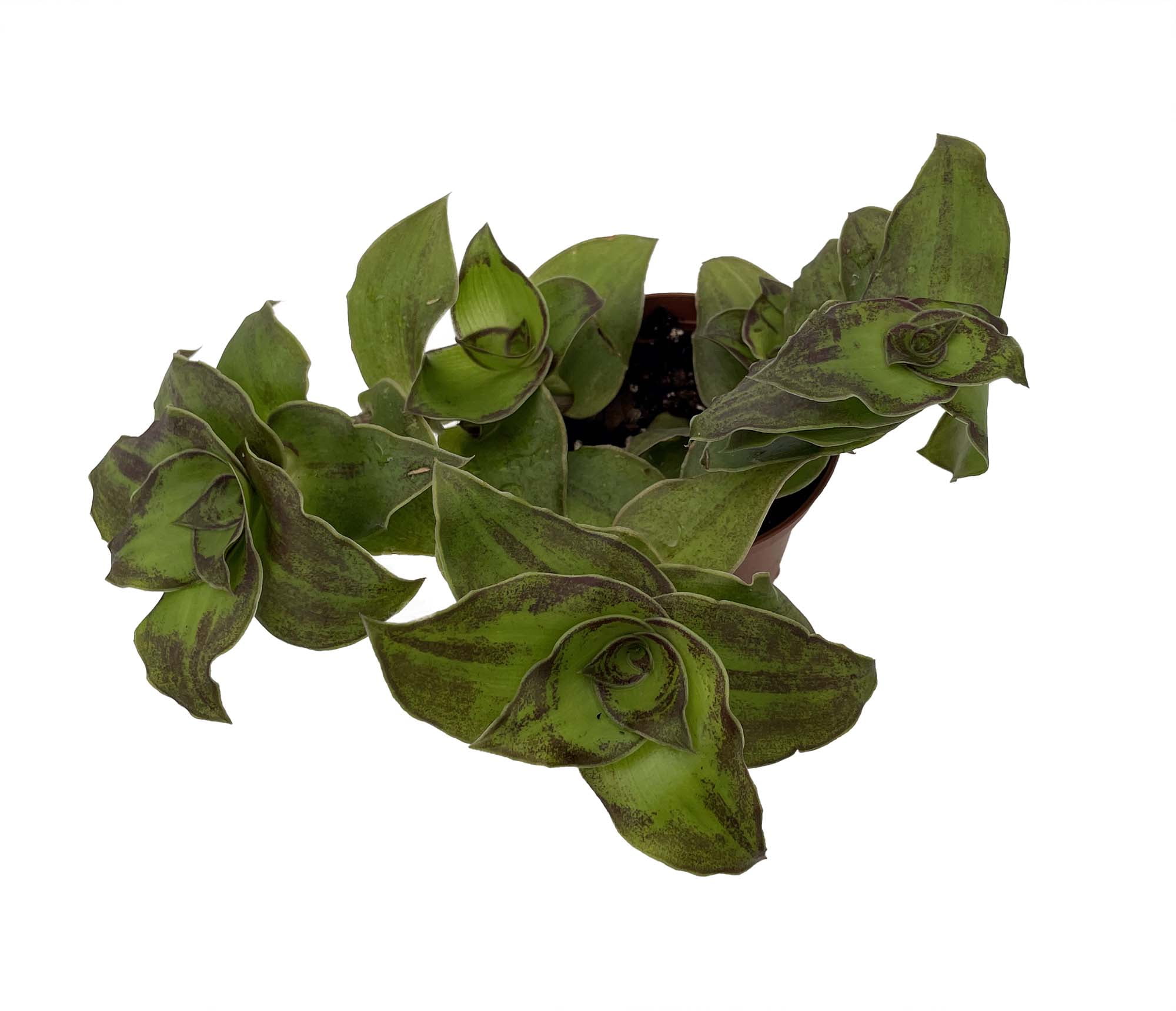 Dragon Tail Callisia soconuscensis - 2.5