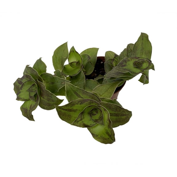 Dragon Tail Callisia soconuscensis - 2.5" Pot- Collector's Series