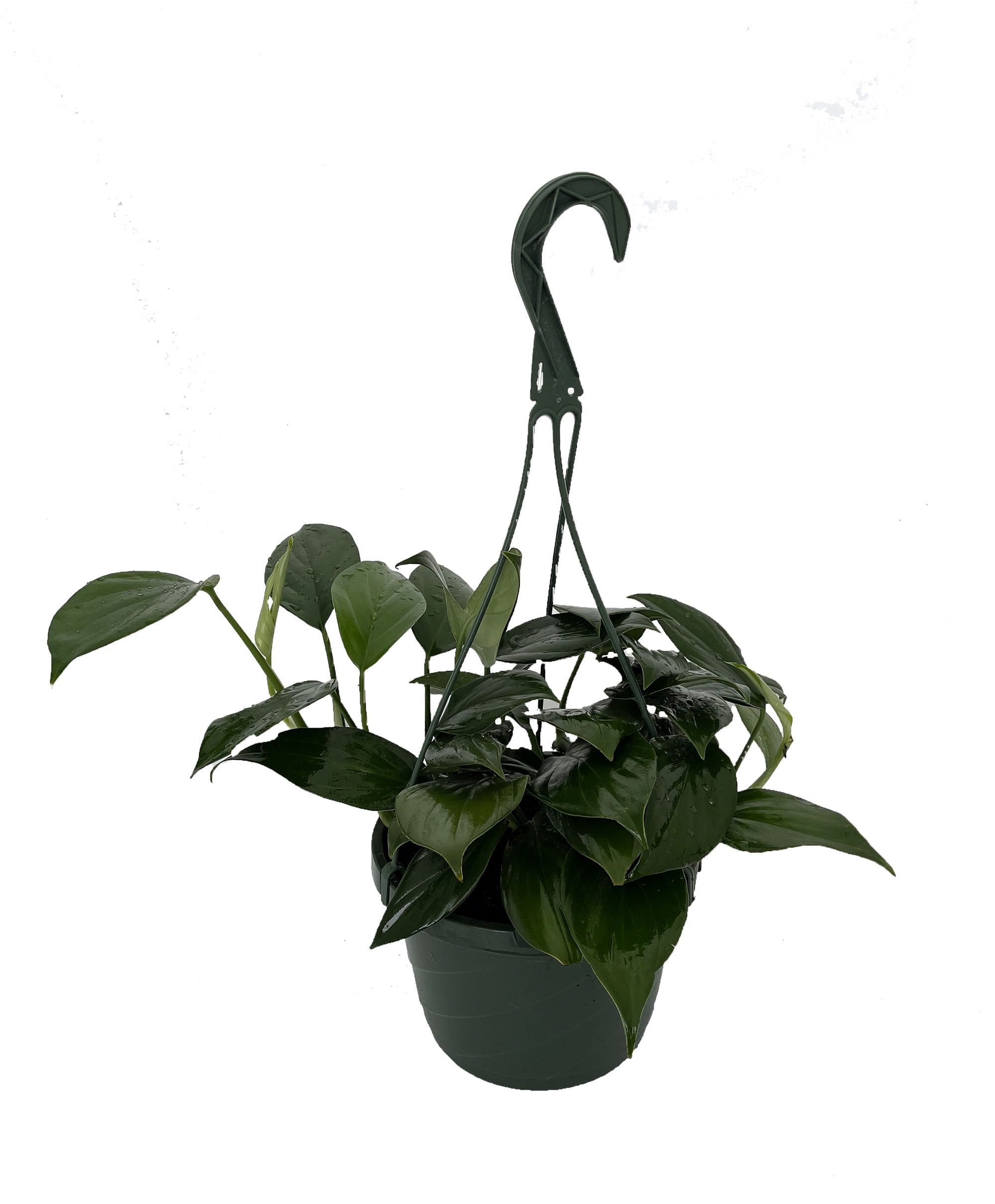 Dragon Tail Philodendron - Rhaphidorphora decursiva - 8" Hanging Basket -  Walmart.com