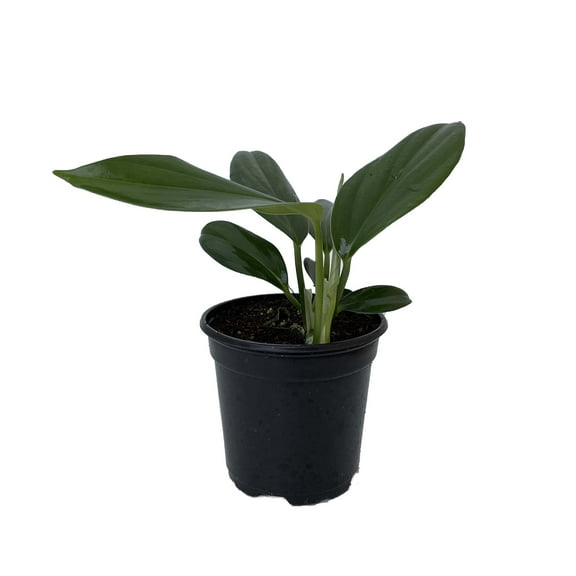 Dragon Tail Rhaphidophora decursiva - The Giant Climber - 4" Pot