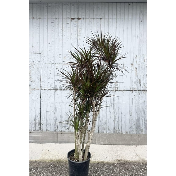 Dragon TreeDracaena marginataElegant indoor plant 17" Pot