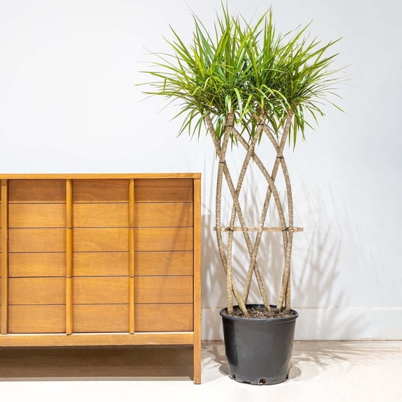 Dragon TreeFlat WeaveElegant indoor plant 14" Pot