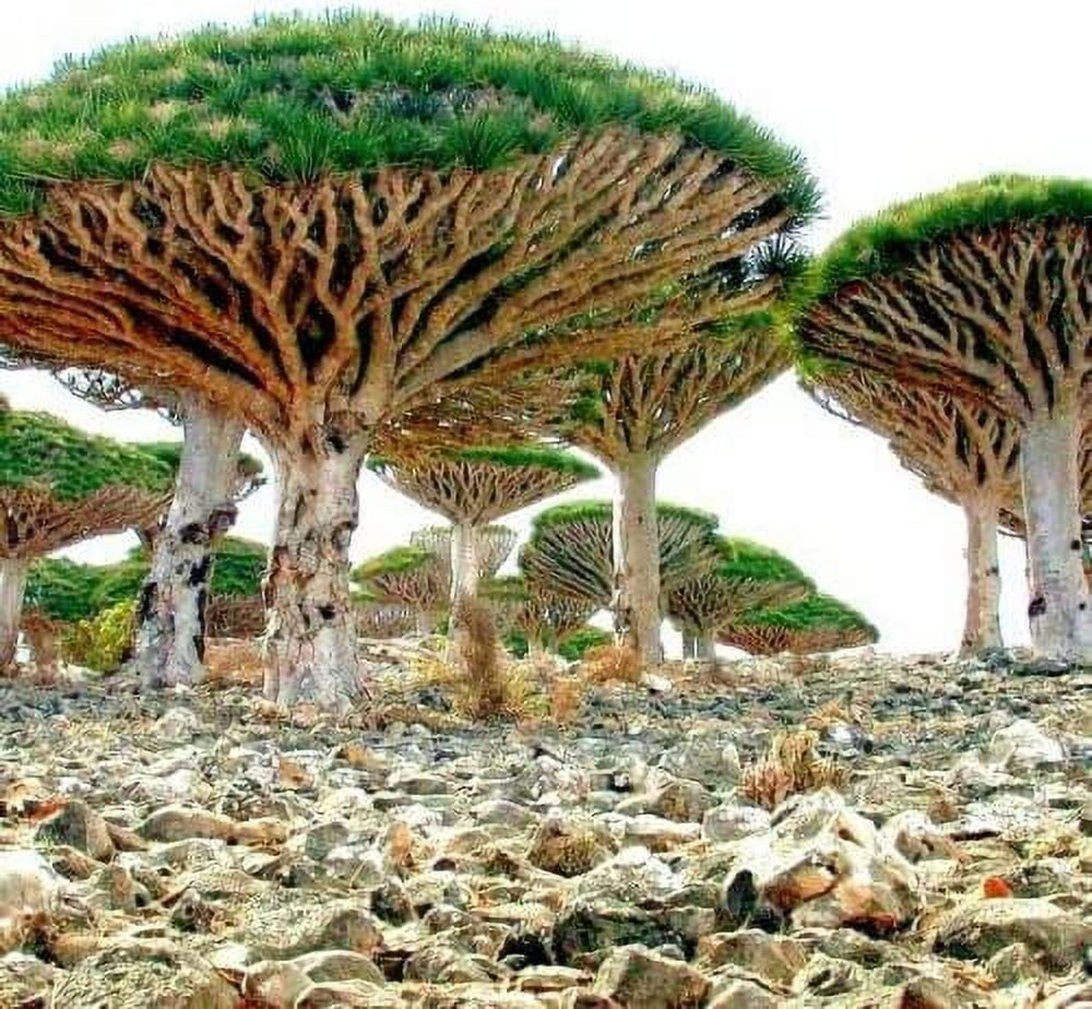 CZ Grain 10 Dragon Tree Dracaena Draco Plant Seeds Walmart