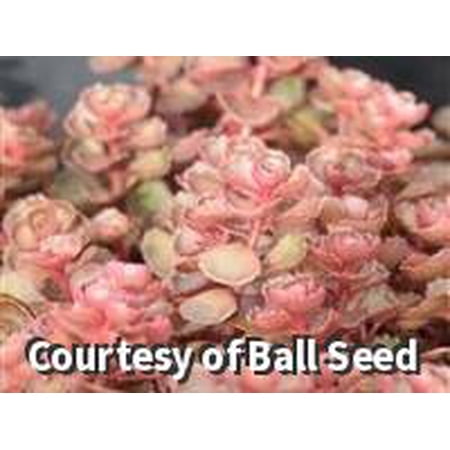 Dragon's Blood Creeping Stonecrop - 8"POT Perennial
