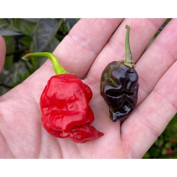 Sherwood's Seeds Chile Pepper Plant Seeds, Rare