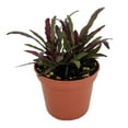 thumbnail image 1 of Dragon's Tongue Plant - Hemigraphis - Terrarium/FairyGarden/Houseplant- 2.5" Pot, 1 of 3