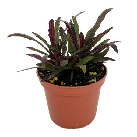 Dragon's Tongue Plant - Hemigraphis - Terrarium/FairyGarden/Houseplant- 2.5" Pot