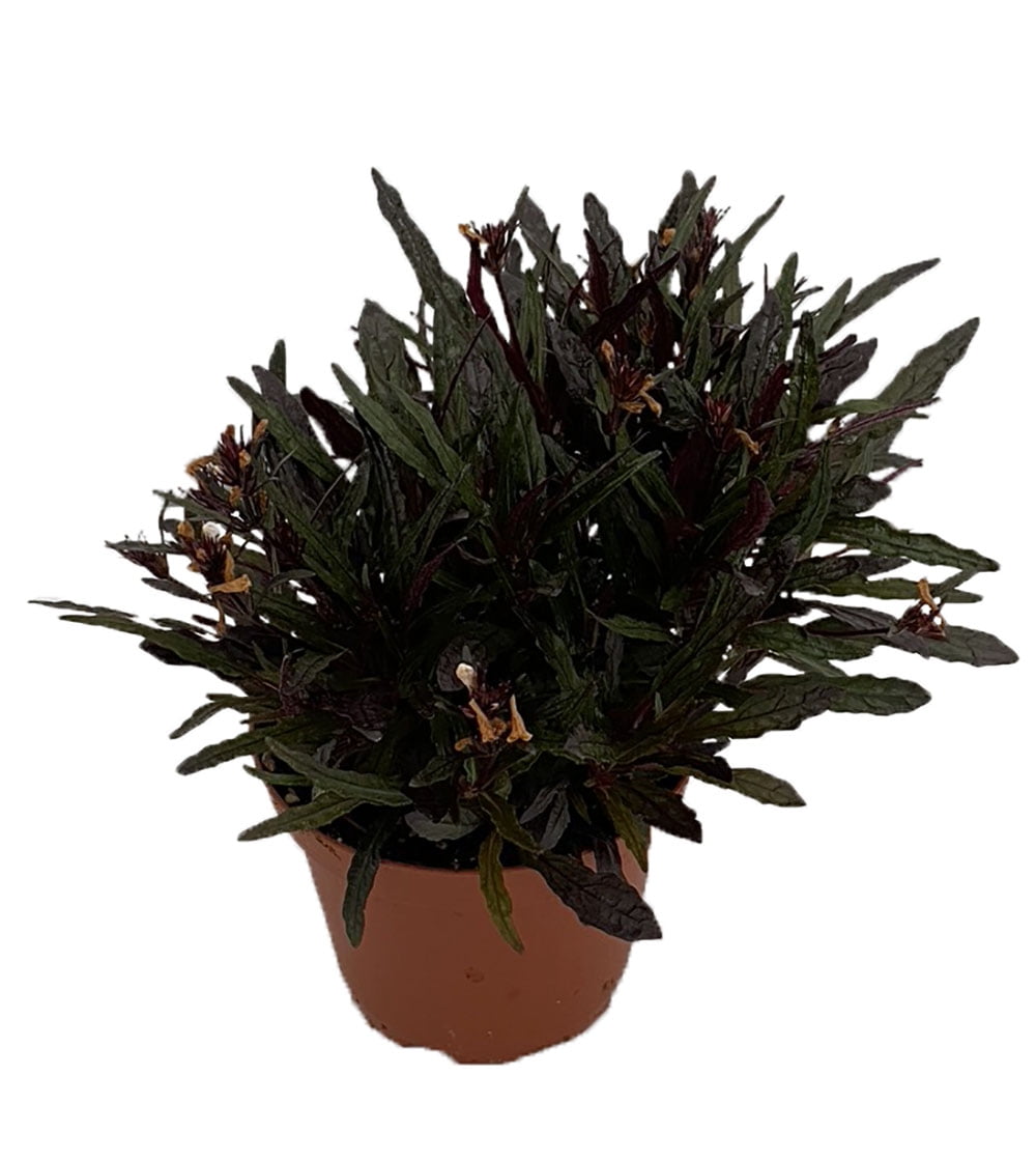 haworthia plant care Shop 'Haworthia glauca var herrei' Care & Info main image 0