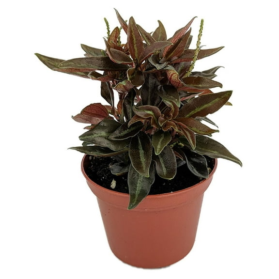 Dragon Tongue Plant - 1 Live Starter Plant - Hemigraphis Repanda - Exotic Textured Decorative Foliage Tropical Houseplant