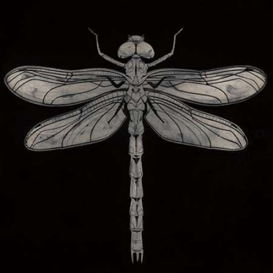 Dragonfly Canvas Art - Barry Goodman (24 x 24)