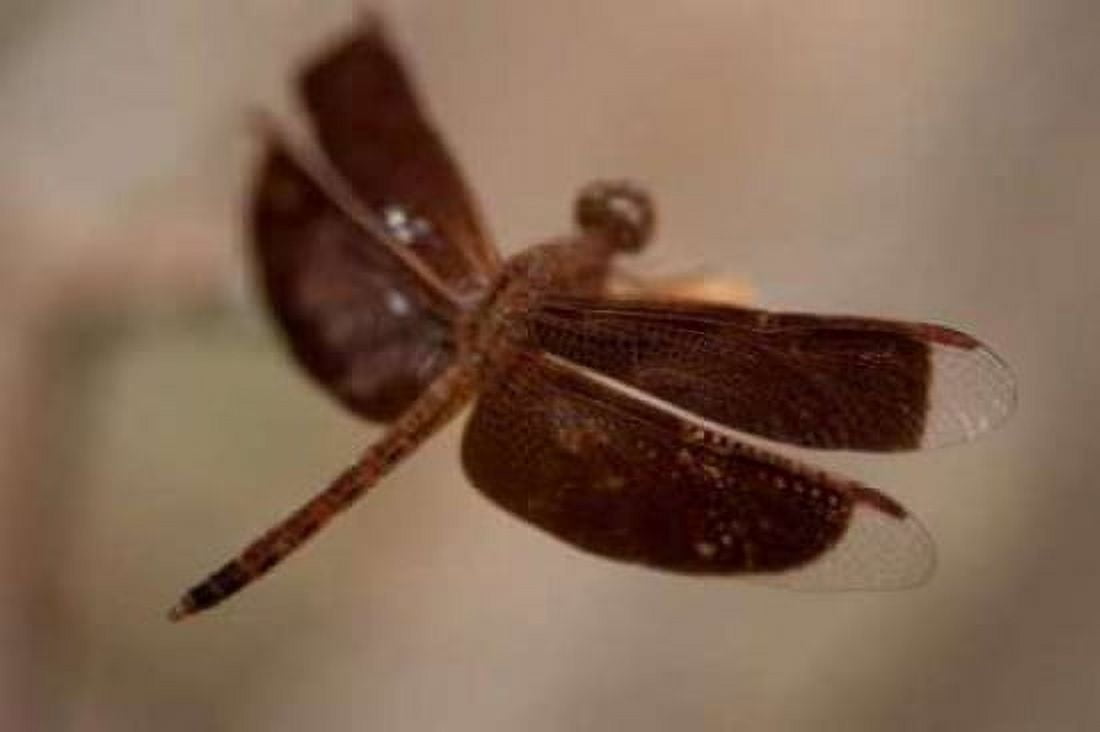 Dragonfly I Canvas Art - Erin Berzel (24 x 36)