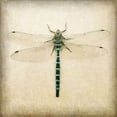 thumbnail image 1 of Dragonfly I Poster Print by Amy Melious (24 x 24), 1 of 2