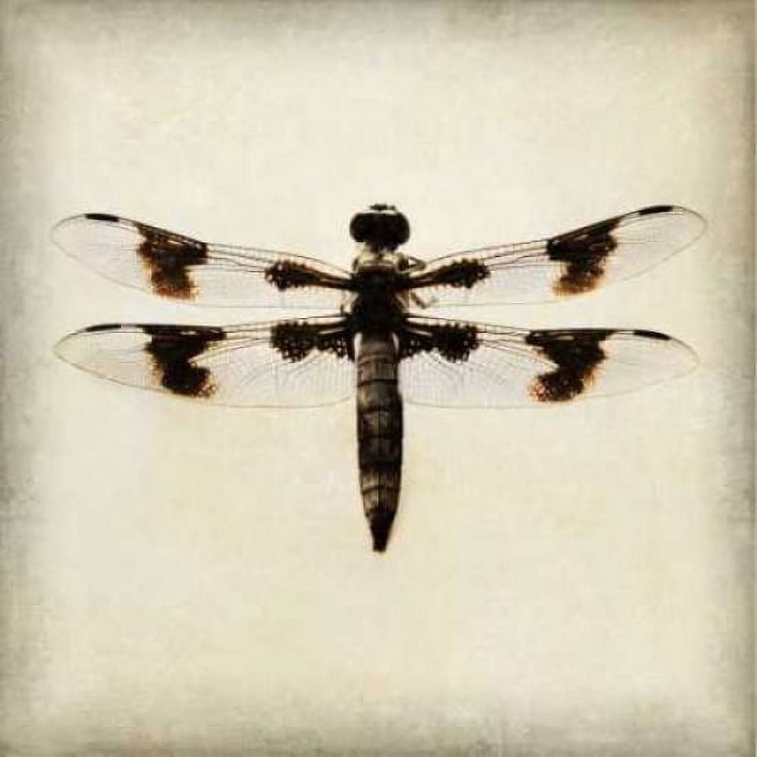 Dragonfly II Canvas Art - Amy Melious (24 x 24)