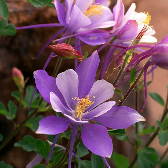 Dragonfly Mix Columbine ~50 Seeds – Aquilegia caerulea | Perennial Wildflower for Partial Shade | 2nd Year Bloom | Bicolor Mix – Pink, Blue, Yellow, White | Deer Resistant | Non-GMO Flower Seeds