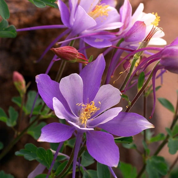 Dragonfly Mix Columbine ~50 Seeds – Aquilegia caerulea | Perennial Wildflower for Partial Shade | 2nd Year Bloom | Bicolor Mix – Pink, Blue, Yellow, White | Deer Resistant | Non-GMO Flower Seeds
