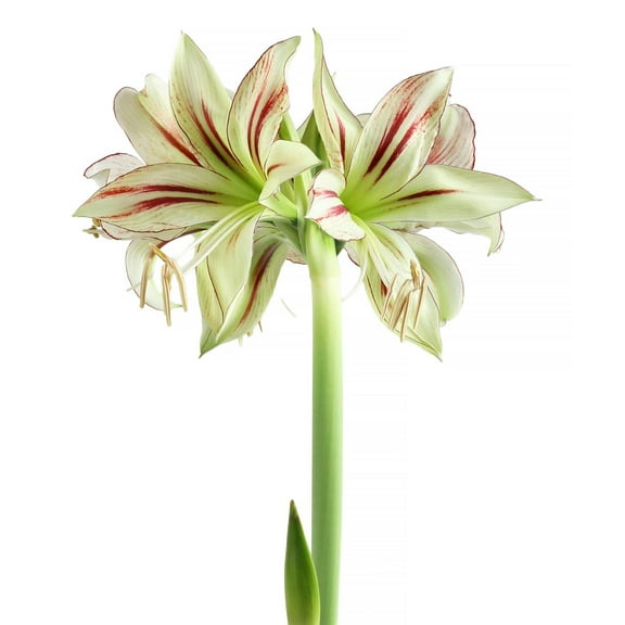 Dragonfly Sonatini Amaryllis - 18-22 cm bulb