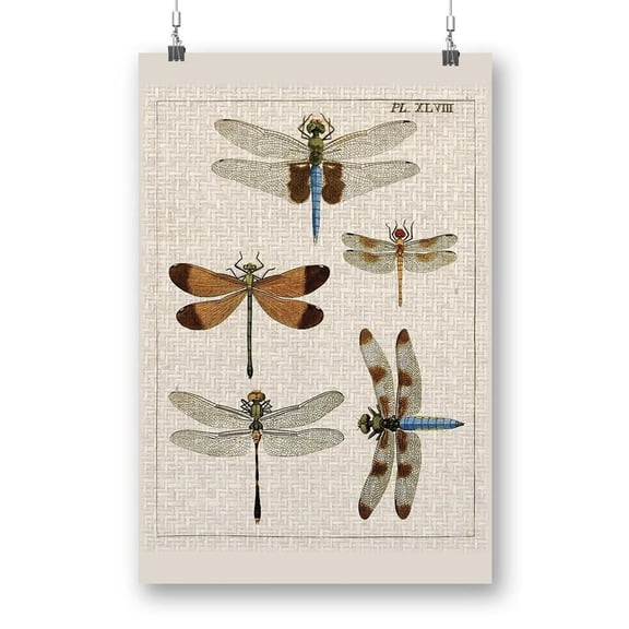 Dragonfly Study Ii Poster - Vision Studio Designs,