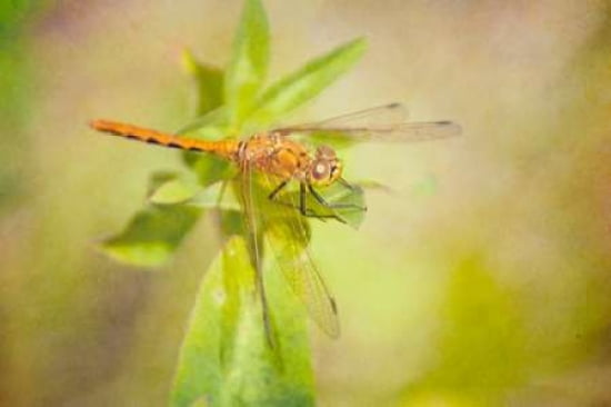 Dragonfly on Leaves Canvas Art - Roberta Murray (24 x 36)
