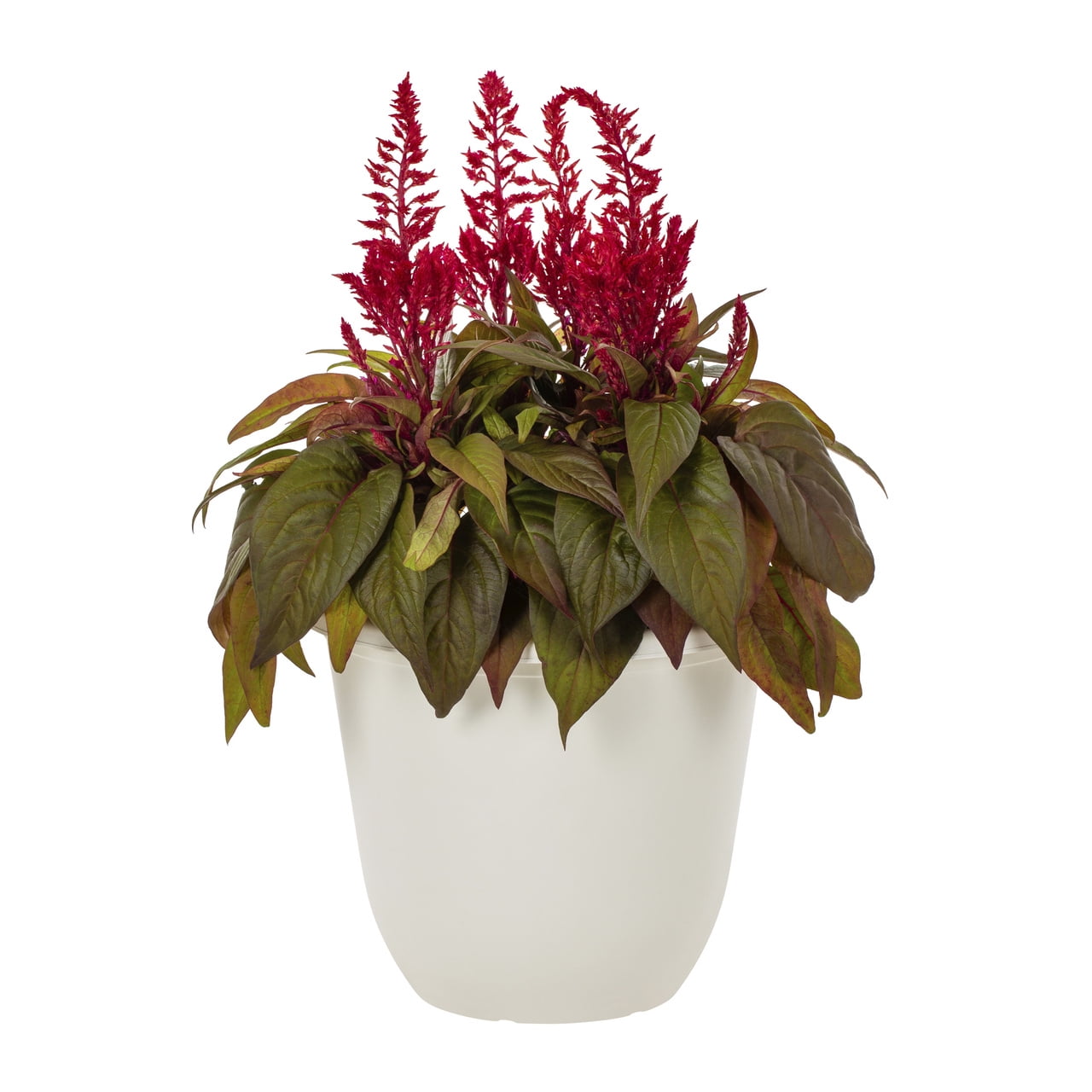 Dragons Breath 1.5gal Red Celosia Live Annual Plant Decorative Pot Sun -  Walmart Business Supplies, image size:1280x1280