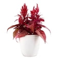thumbnail image 1 of Dragon's Breath 18" Red Celosia Live Plants in 8.5" Decorative Pot Full Sun, 1 of 7