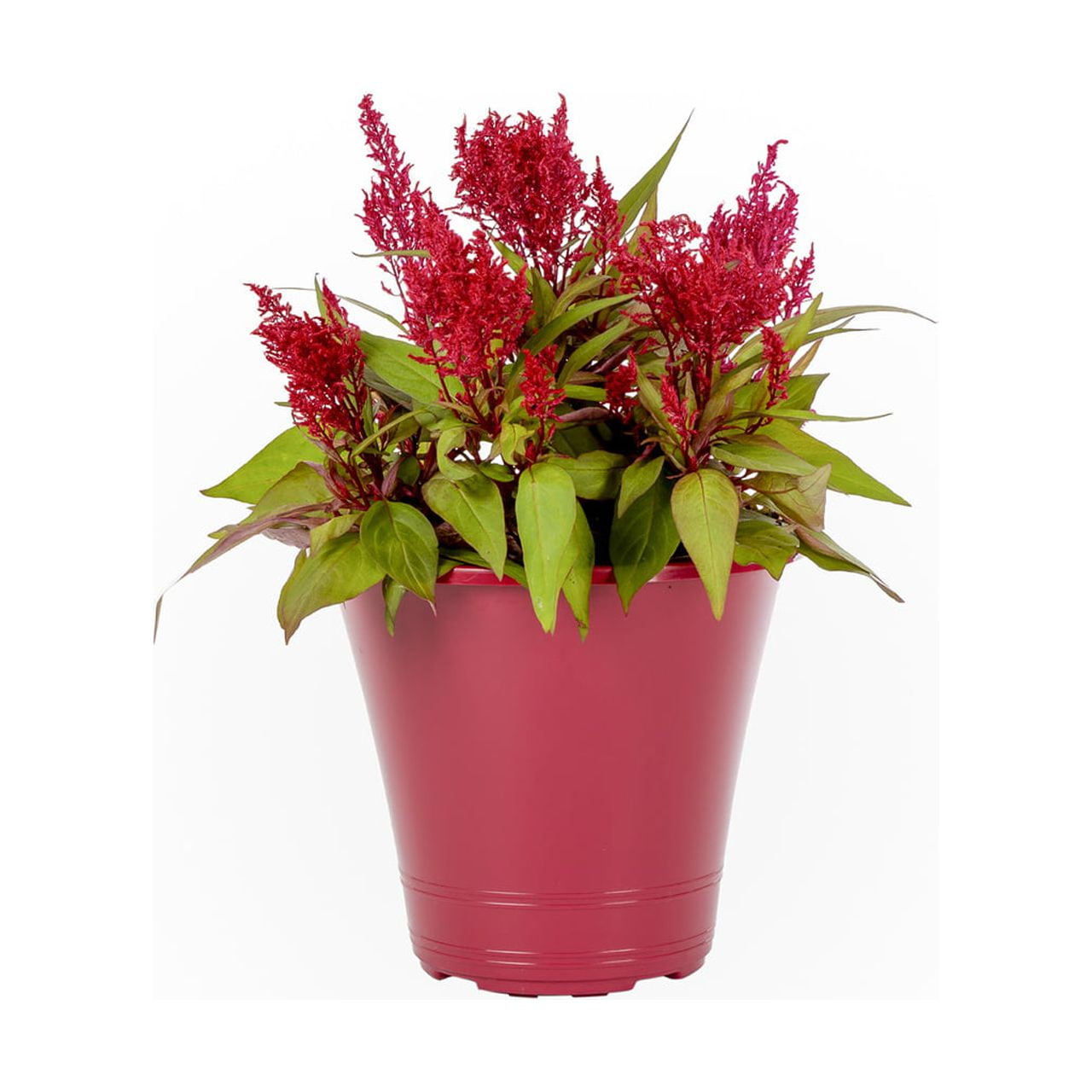 Dragons Breath 1.5G Red Celosia Live Plants with Decorative Planter -  Walmart Business Supplies, image size:1280x1280