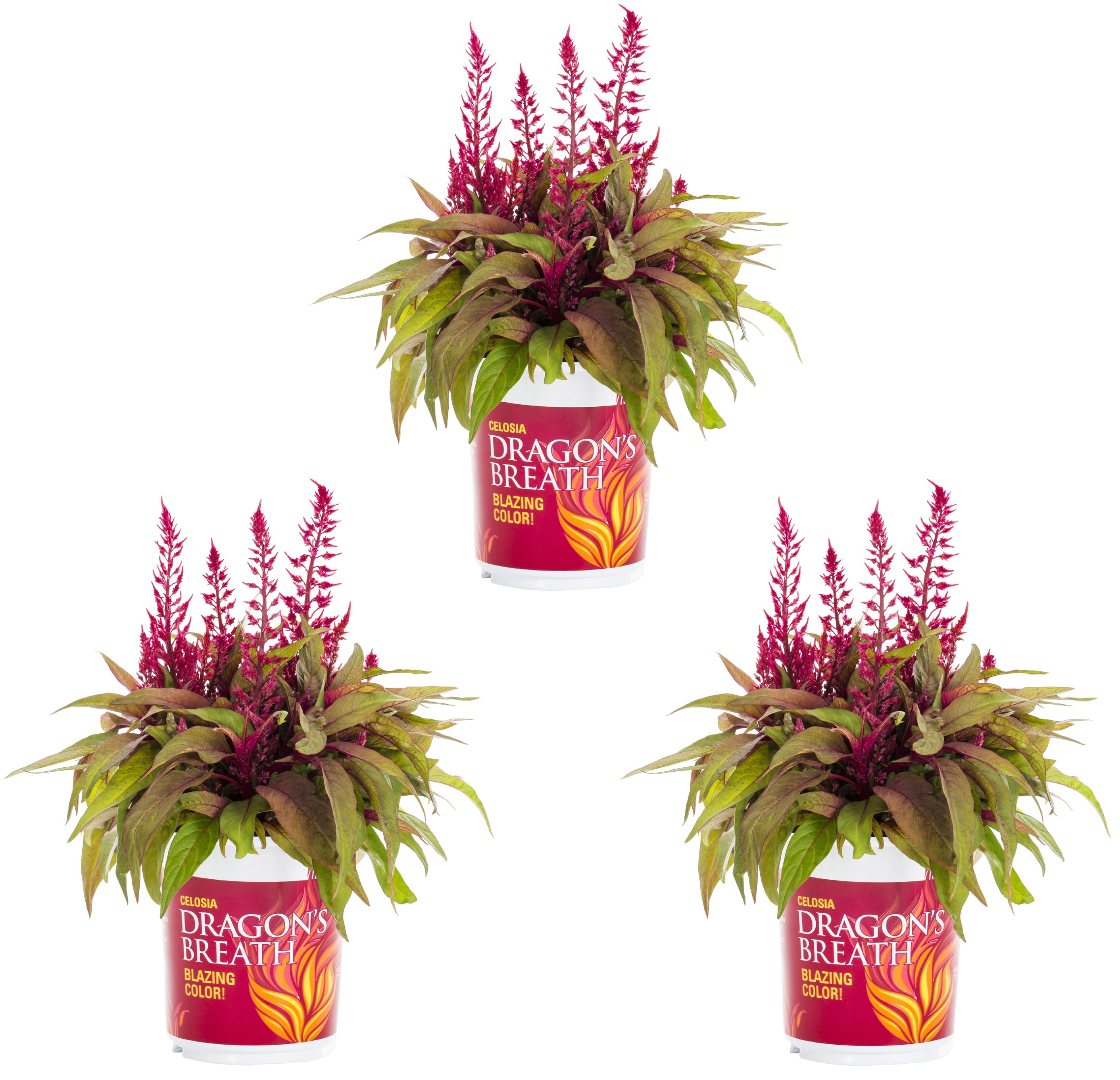 Dragons Breath 2.5QT Red Celosia Live Annual Plant Sun 3-Pack