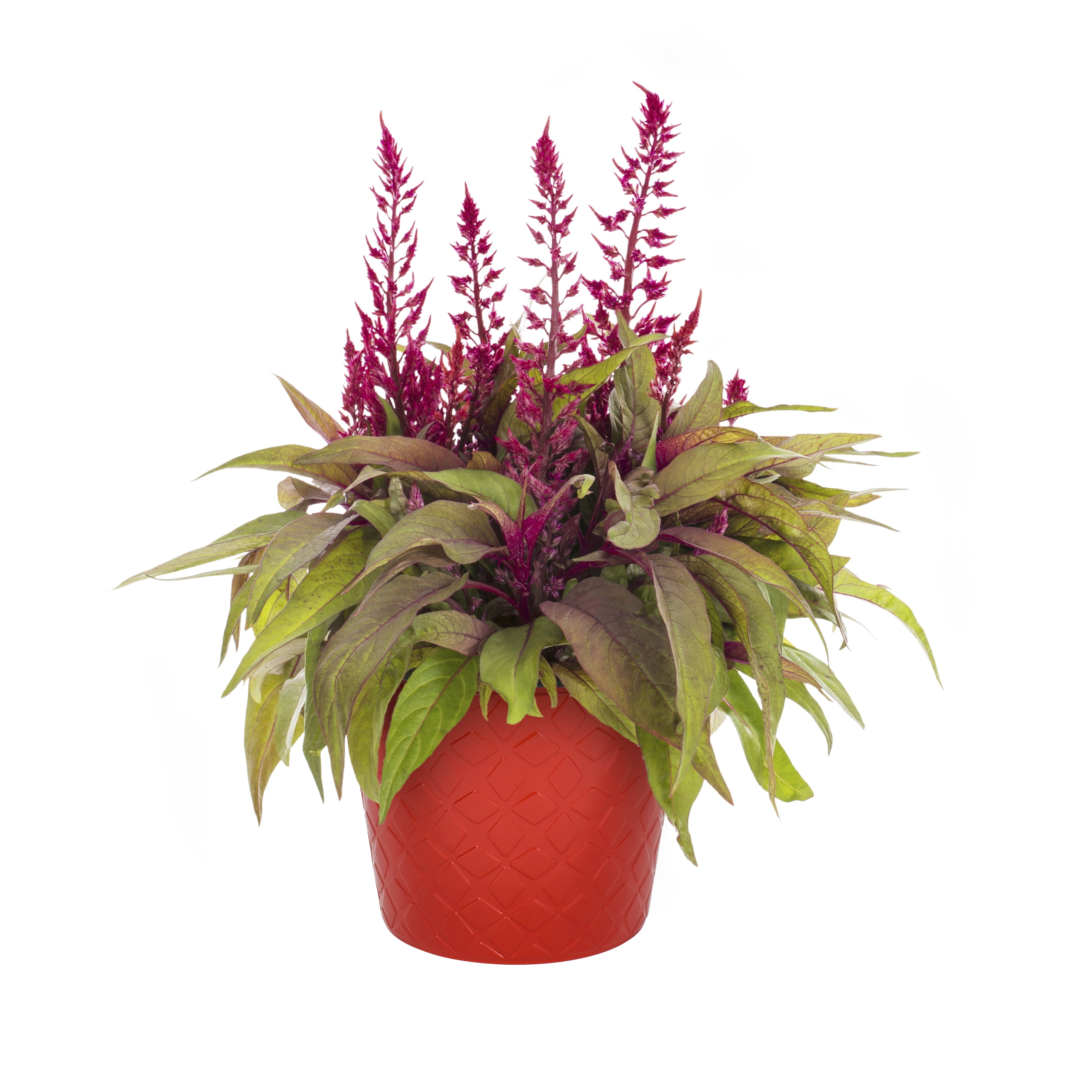 Dragons Breath 3QT Red Celosia Live Plants with Decorative Planter -  Walmart.com, image size:2830x2831
