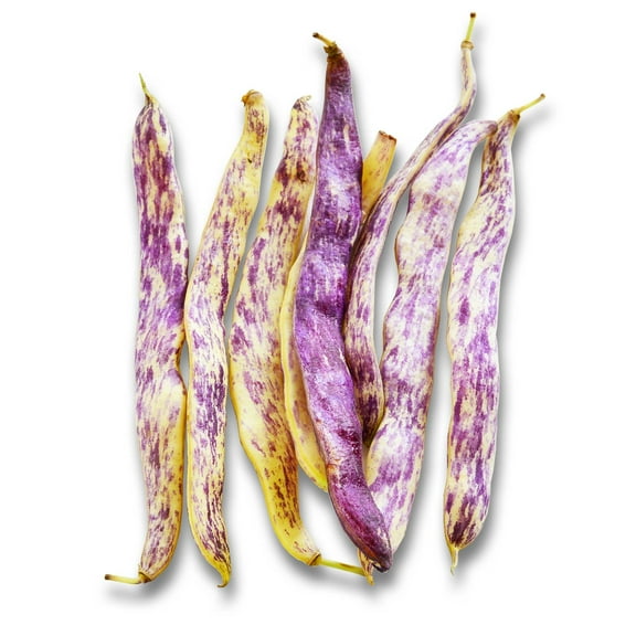 Dragons Tongue Wax Bush Bean Garden Seeds - 30 g Packet ~80 Seeds - Non-GMO, Organic, Heirloom Vegetable Gardening Seeds