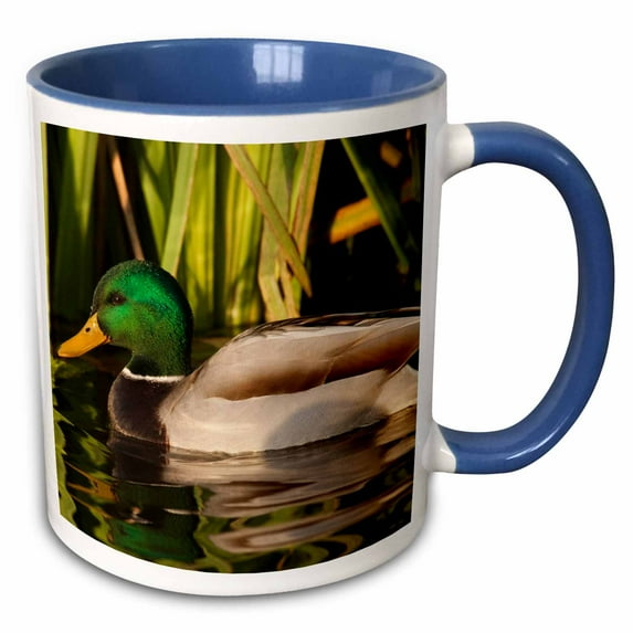3drose, Drake Mallard Duck - Na02 Rbr0007 - Rick A. Brown, 11oz Two-tone Blue Mug
