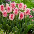 thumbnail image 1 of Drakensteyn Fringed Tulip 5 Bulbs - White/Baby Pink - 12/+ cm Bulbs, 1 of 4