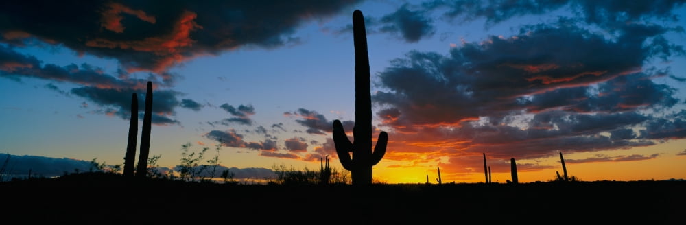 Dramatic Arizona desert sunset Canvas Art - Panoramic Images (36 x 12)