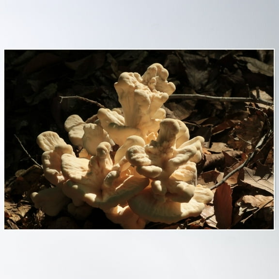 Dramatic Chicken Of The Woods (Laetiporus Cincinnatus) Poster Wall Art, Modern Wall Decor For Living Room Bedroom, 8x12 UNFRAMED