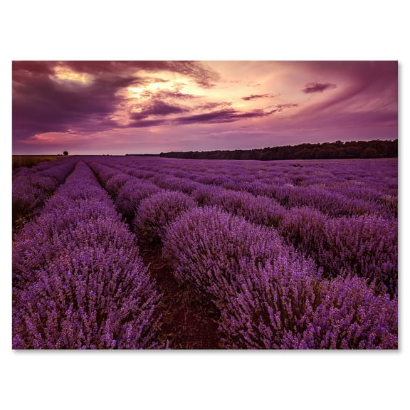 Dramatic Clouds and Sunrise Over Lavender Field III 12 in x 8 in Painting Canvas Art Print, by Designart