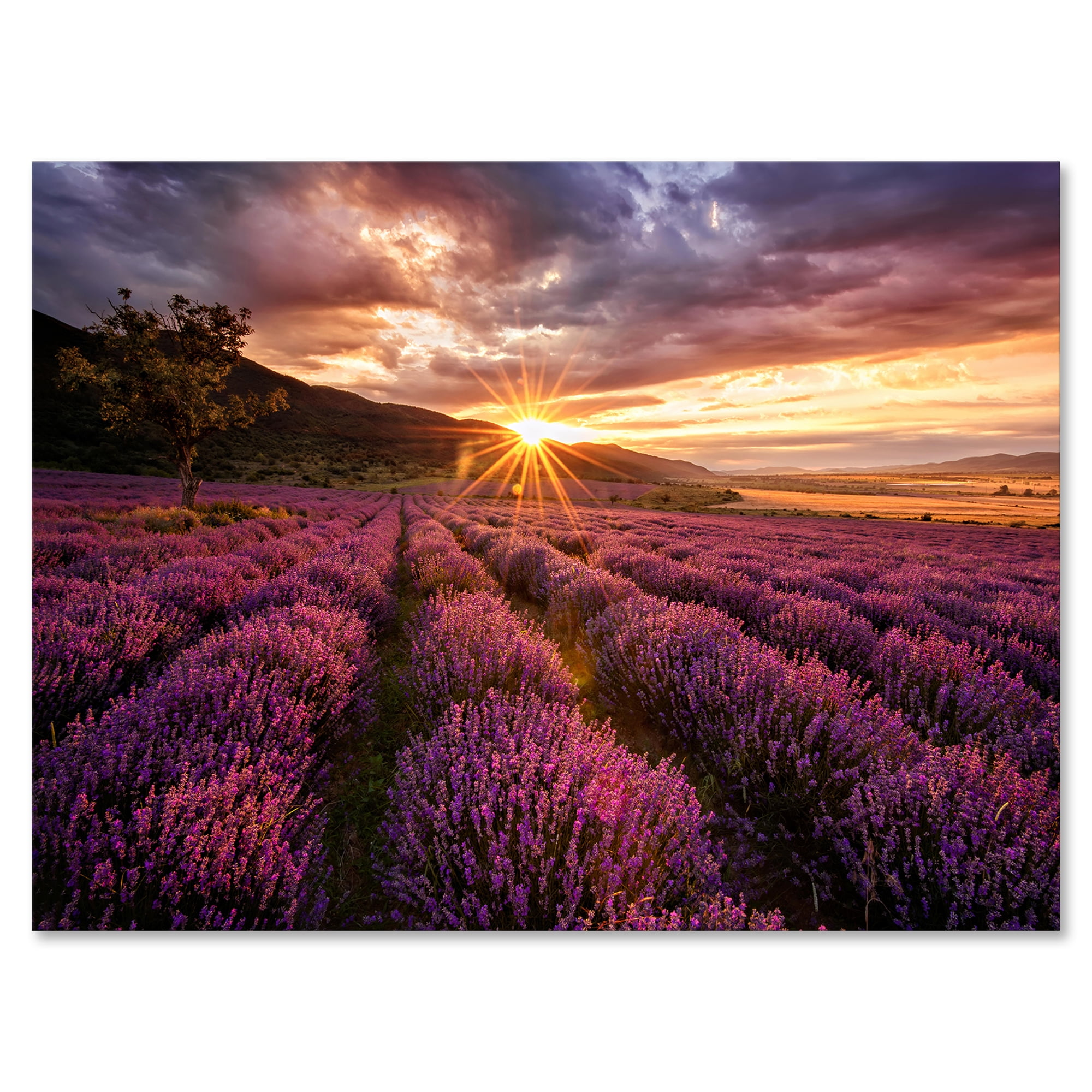 Dramatic Clouds and Sunrise Over Lavender Field IV 12 in x 8 in Photography Canvas Art Print, by Designart