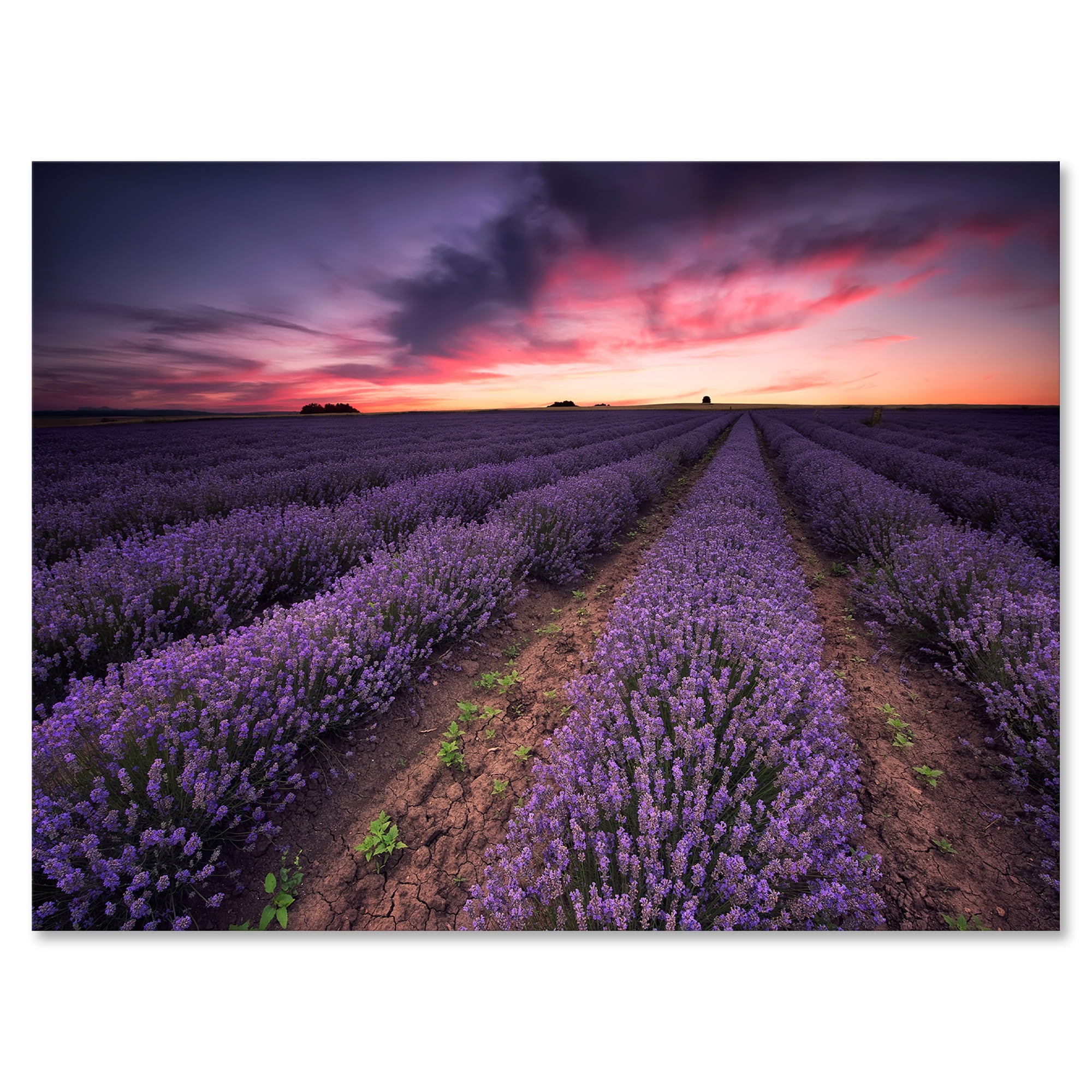 Dramatic Clouds and Sunrise Over Lavender Field IX 32 in x 32 in Painting Canvas Art Print, by Designart
