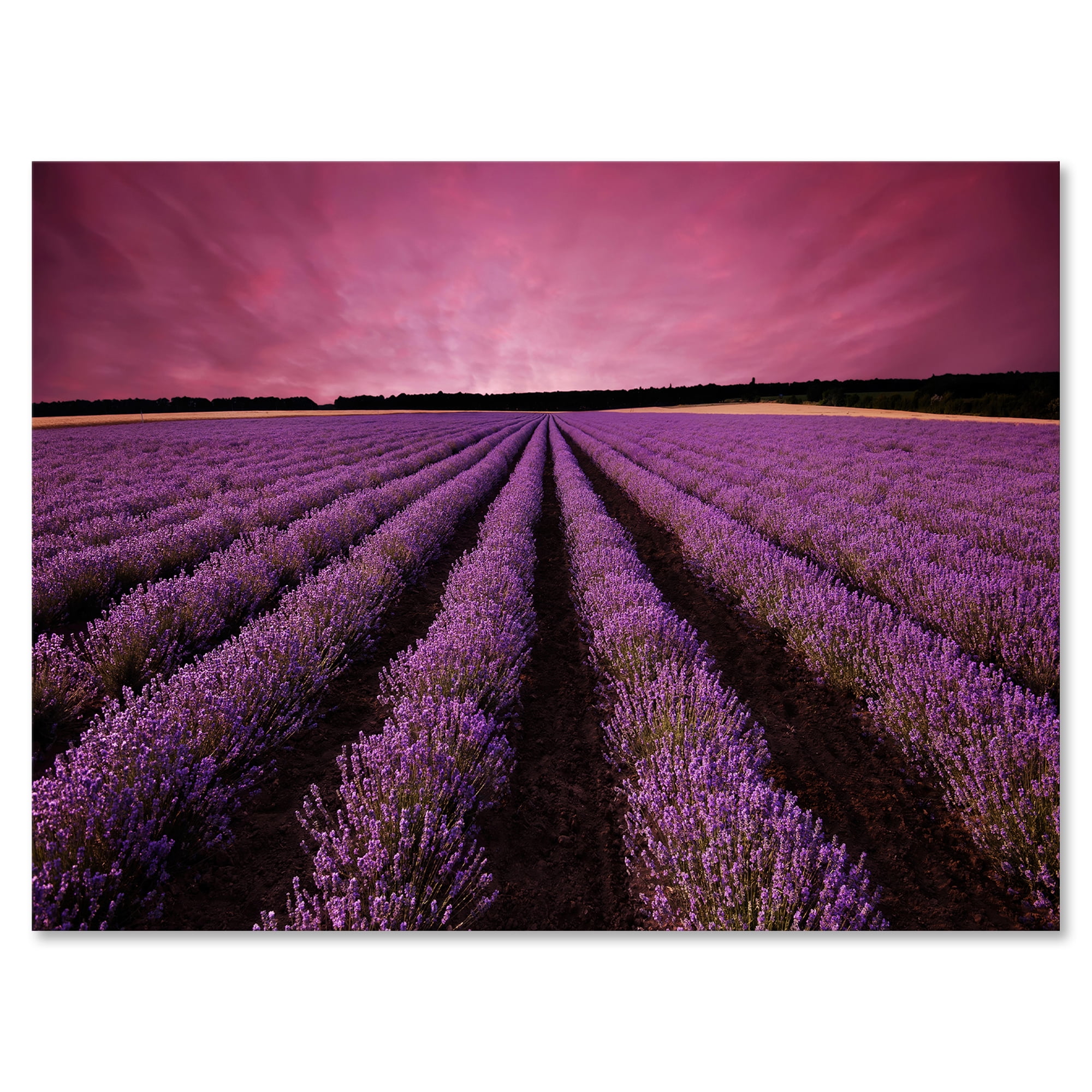Dramatic Clouds and Sunrise Over Lavender Field XI 32 in x 16 in Photography Canvas Art Print, by Designart
