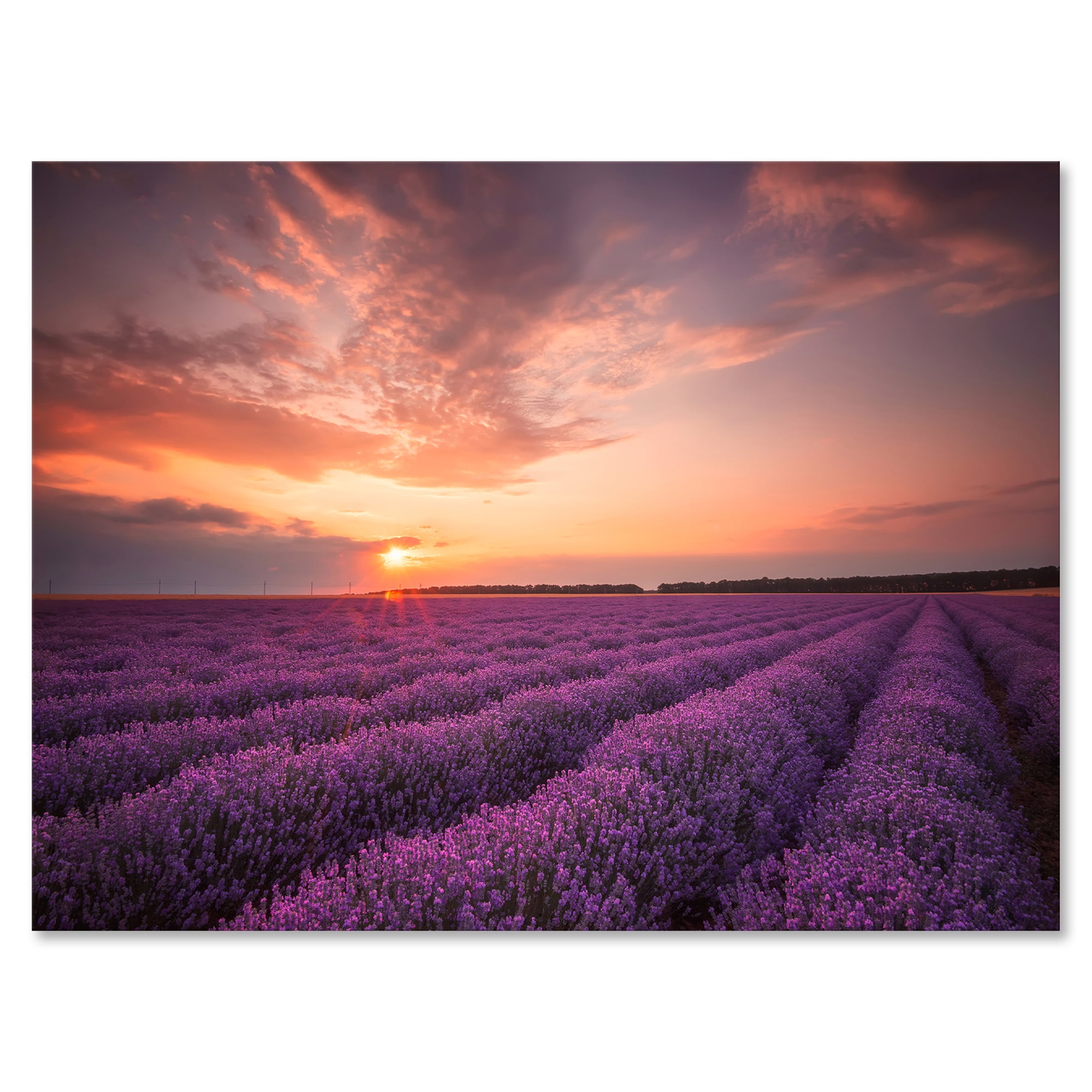 Dramatic Clouds and Sunrise Over Lavender Field XII 32 in x 16 in Photography Canvas Art Print, by Designart