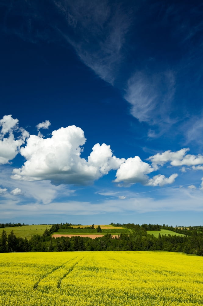 Dramatic Cumulus Clouds Over Canola Field Brookfield Prince Edward Island Canvas Art - John Sylvester Design Pics (22 x 34)