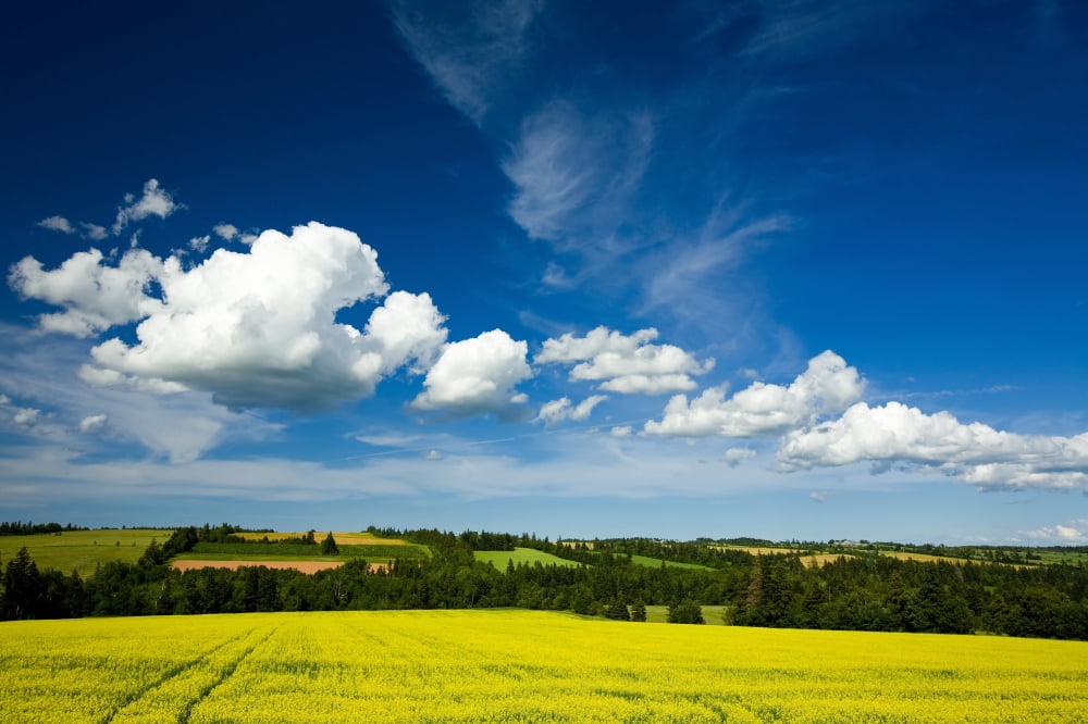 Dramatic Cumulus Clouds Over Canola Field In Bloom Brookfield Prince Edward Island Canvas Art - John Sylvester Design Pics (17 x 11)