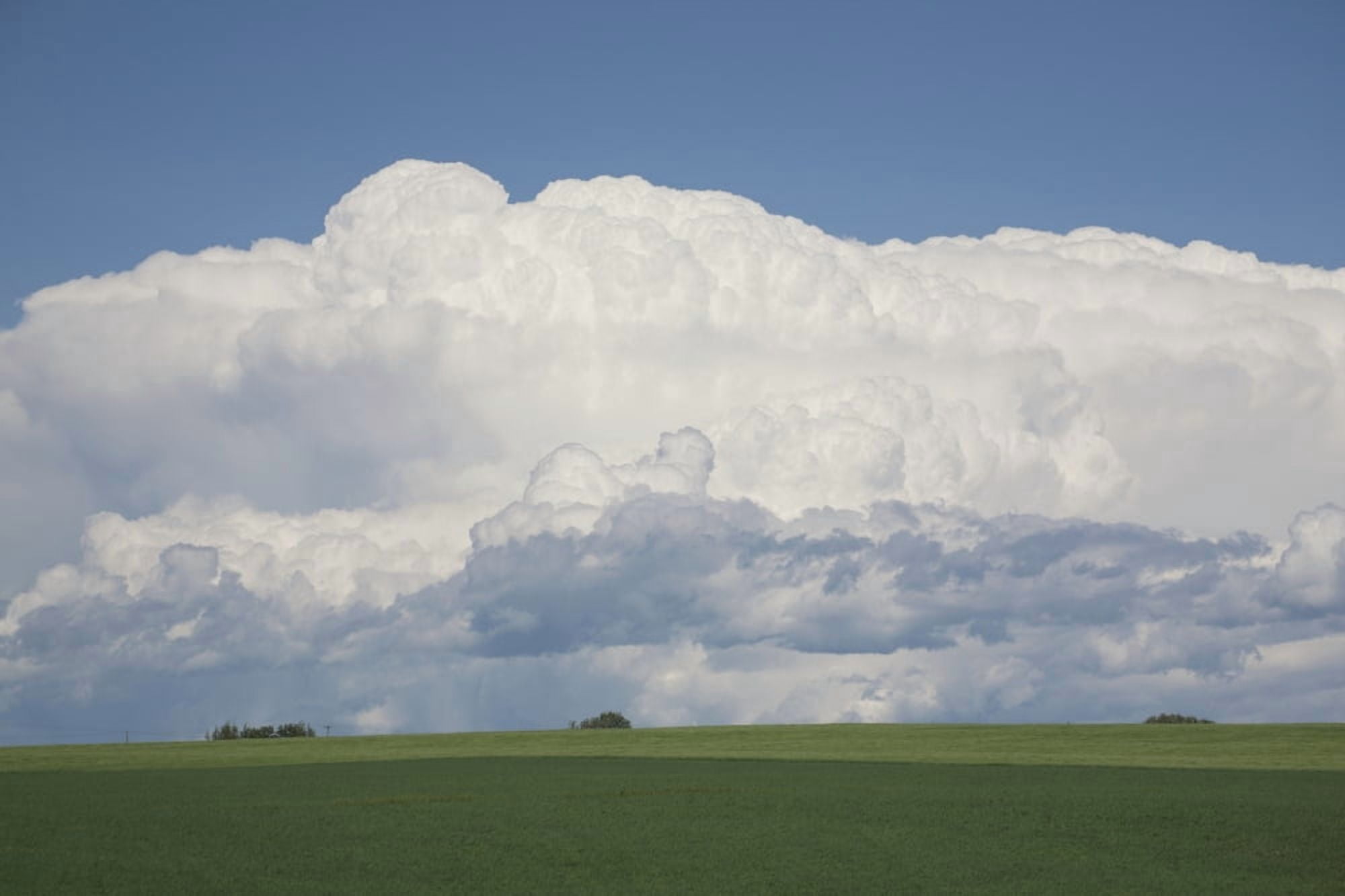 Dramatic Thunderstorm Clouds In Green Wheat Fields And Blue Sky Alberta Canada Canvas Art - Michael Interisano Design Pics (19 x 12)