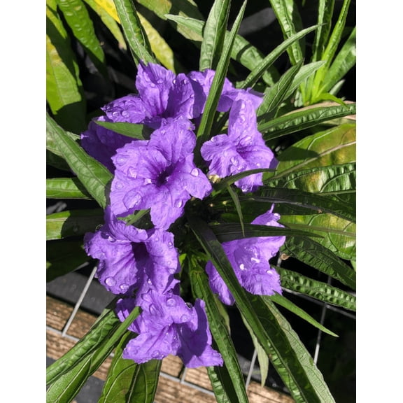 Drawf Mexican Petunias Live Plant, Mexican Petunia Plant, Well Rooted, 2 to 4 Inc Tall in 4 Inch Pot, Shrub Plant Live