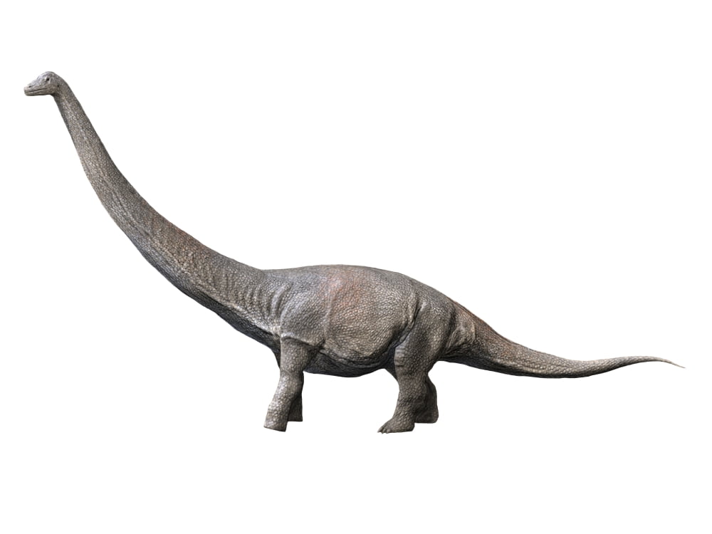 Dreadnoughtus is a sauropod dinosaur from the Late Cretaceous period Canvas Art - Nobumichi TamuraStocktrek Images (17 x 13)