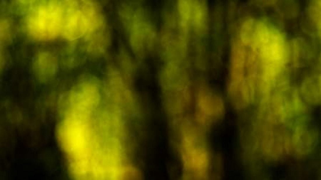 Dream Forest I Canvas Art - Rita Crane (24 x 36)
