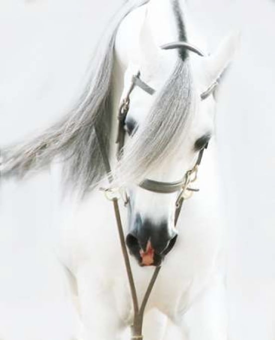 Dream Horse Canvas Art - Kari Brooks (20 x 24)