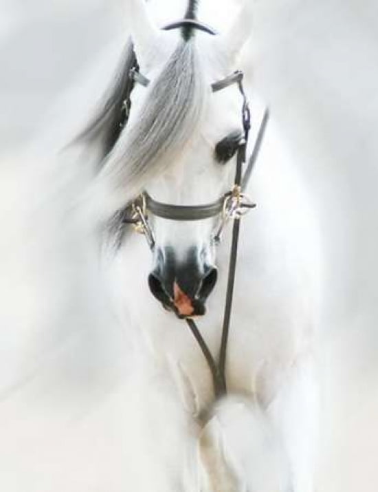 Dream Horse III Canvas Art - Kari Brooks (22 x 28)